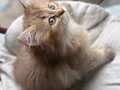 Dişi British Longhair chocolate-golden 2.5 aylık