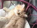 Dişi British Longhair chocolate-golden 2.5 aylık