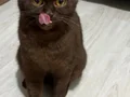 Nadir Özel Cins Britishshorthair Chocolate 