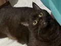 Nadir Özel Cins Britishshorthair Chocolate 