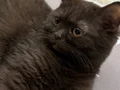 Nadir Özel Cins Britishshorthair Chocolate 