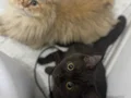 Nadir Özel Cins Britishshorthair Chocolate 