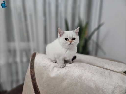 Mavi gözlü full scrli british shorthair yavrular 