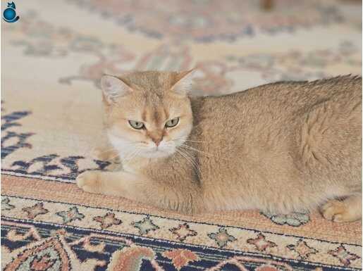 Zümrüt Gözlü 5 Yaşında Yetişkin Golden British Shorthair