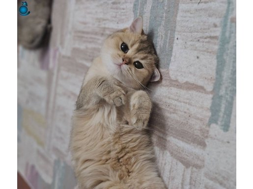 Full Secereli British Shorthair Golden Prenses