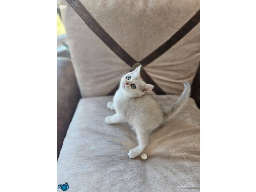 Scrli british shorthair silver yavru