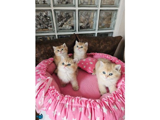 Safkan golden british shorthair yavrular