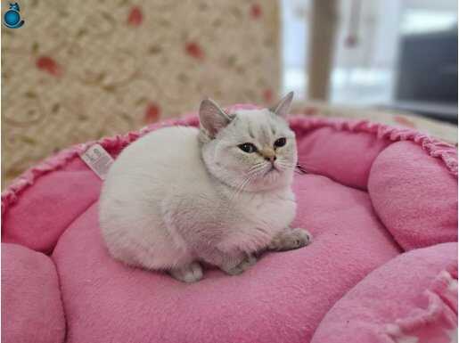 Mavi gözlü british shorthair blackpoint yavru