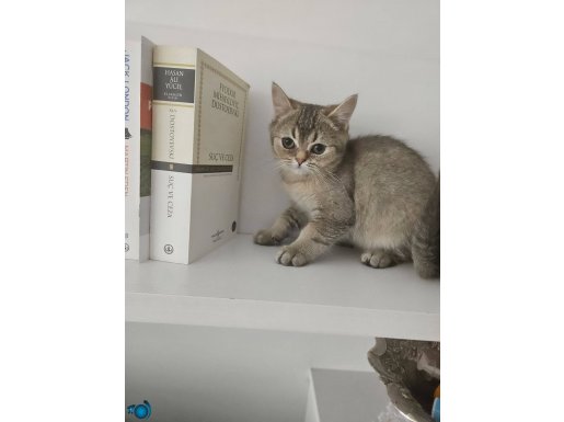 Scrli british shorthair yavru