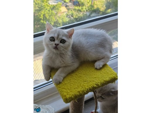 British shorthair yavrular