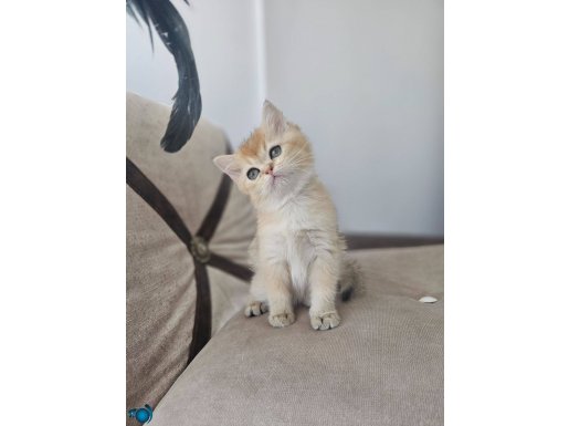 Full scrli british shorthair golden yavrular
