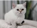 Mavi gözlü full scrli british shorthair yavrular 