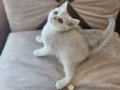 Scrli british shorthair silver yavru