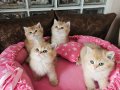 Safkan golden british shorthair yavrular