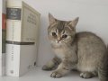 Scrli british shorthair yavru