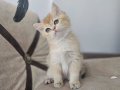 Full scrli british shorthair golden yavrular
