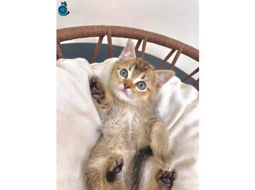 ÜST DÜZEY KALİTEDE BRİTİSH SHORTHAİR GOLDEN TABBY YAVRULAR