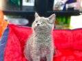 KENDİ KEDİMİZİN SAFKAN ORJİNAL BRİTİSH SHORTHAİR YAVRULARI