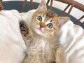 ÜST DÜZEY KALİTEDE BRİTİSH SHORTHAİR GOLDEN TABBY YAVRULAR