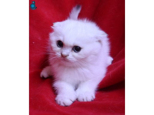 Şecereli Scottish Fold Yavru Kedi