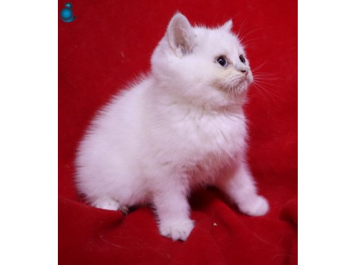 Şecereli Scottish Erkek Yavru Kedi