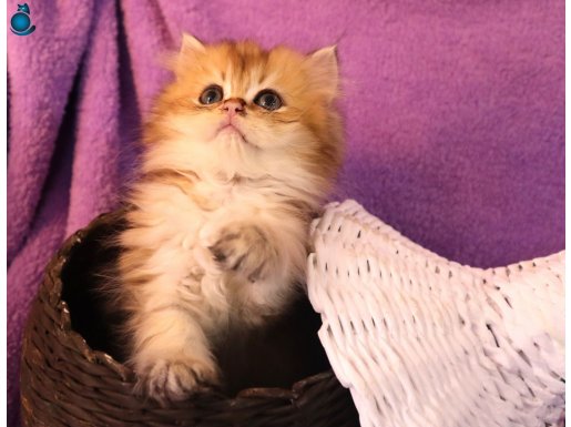 Şecereli Harika British Erkek Yavru Kedi