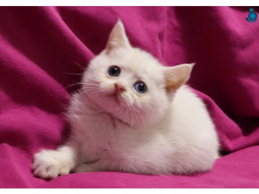 Harika Beyaz Scottish Dişi Yavru Kedi