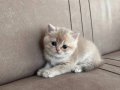 Golden ny11 cy12 yavrular 