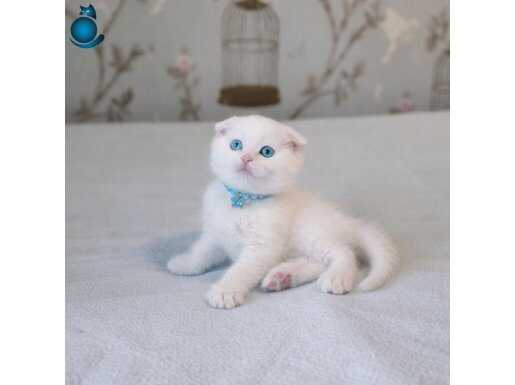 Biblo Karakterli Beyaz İskoç Yavrusu - Ev Hayatına Hazır