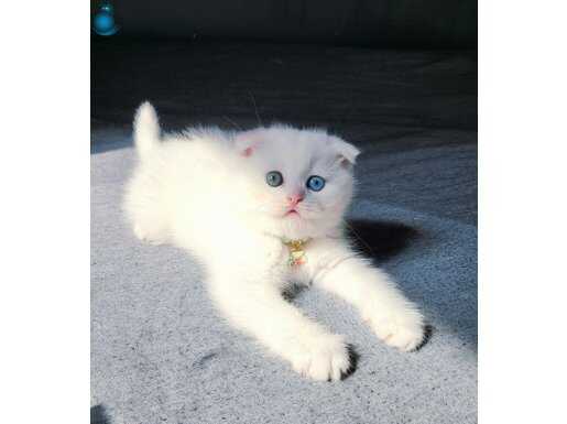 Scottish fold odd eyes bebegimiz