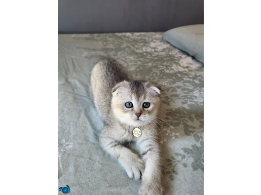 Scottish fold silver shaded