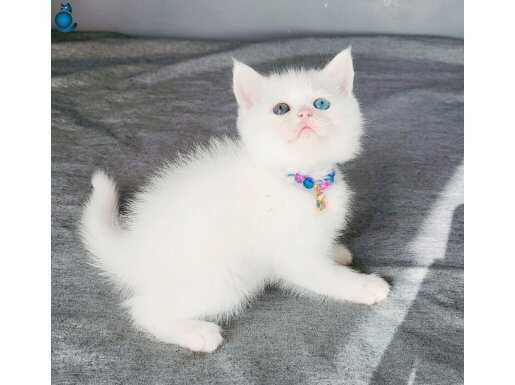 Bi gozu kehribar bi gozu mavi odd eyes kizimiz