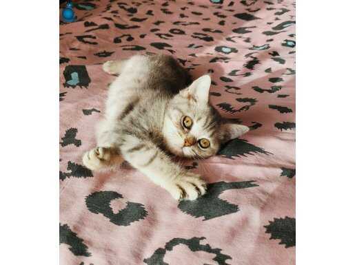 Whiskas bebeğimiz british silver tabby