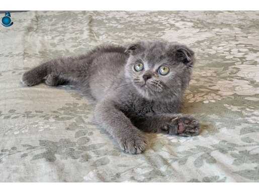 Scottish fold bebek surat oglumuz