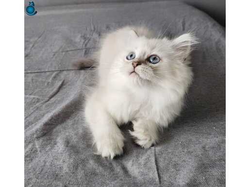 Mavi gözlü prenses 