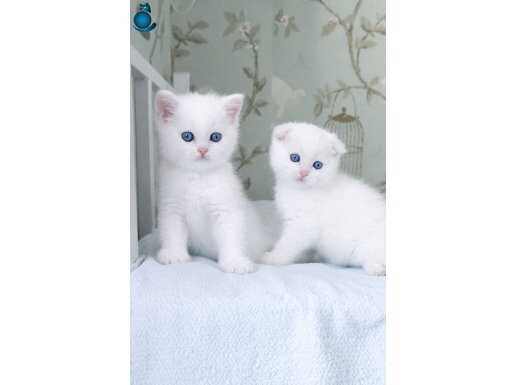 Maviş gözlü biblolarımmm