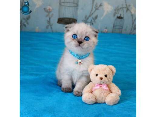 Scottish fold blue point kızımız