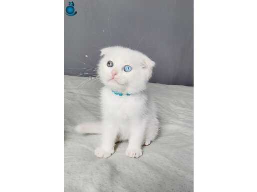 Bi gözü mavi bi gözü kehribar odd eyes oglumuz