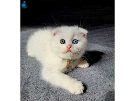Scottish fold odd eyes bebegim