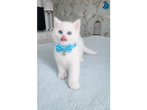 British Shorthair Mavi Gözlü Beyaz Yavru