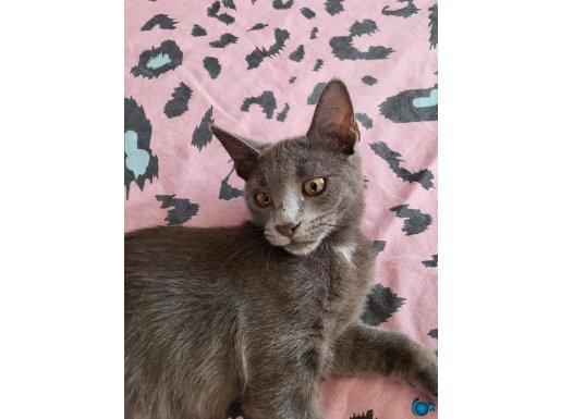 Russian blue ucretsiz 