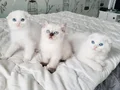 3 tane maviş gözlü güzel bebek