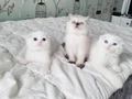 3 tane maviş gözlü güzel bebek