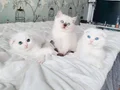 3 tane maviş gözlü güzel bebek