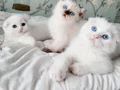 3 tane maviş gözlü güzel bebek