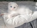 3 tane maviş gözlü güzel bebek