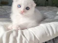 3 tane maviş gözlü güzel bebek