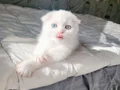 3 tane maviş gözlü güzel bebek