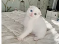 3 tane maviş gözlü güzel bebek
