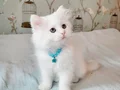 Pofuduk oğlum